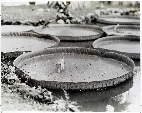 natgeofound - A kitten aboard a floating Victoria water lily pad...