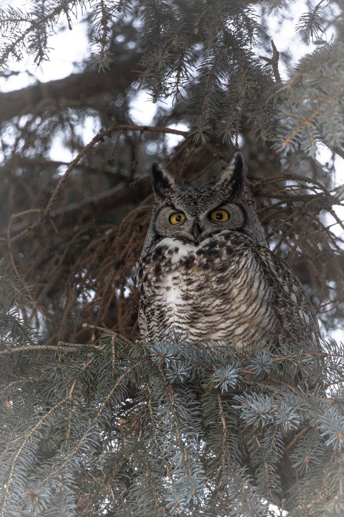riverwindphotography:A male Great-Horned Owl (Bubo virginianus) roosting in blue spruce.© riverwindphotography, January 2022 