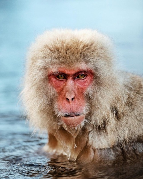 The onsens here in Japan aren’t just for humans.(at Jigokudani Snow Monkey Hotspring)