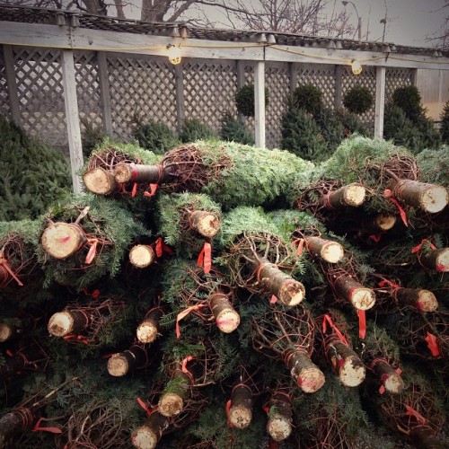 instagram:  Hunting for the Perfect Christmas Tree    Want to see photos and videos of amazing Christmas trees from around the world? Be sure to visit the Parque Lagoa Rodrigo de Freitas, Trafalgar Square, Vilnius,  Hansaplatz and 30 Rockefeller Plaza