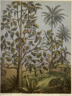 nemfrog:  Breadfruit tree. Popular geography