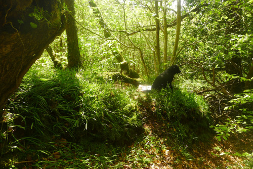 Once upon a time there was a writer and her dog….