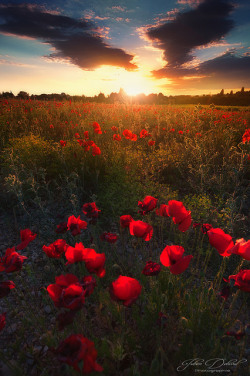 oculi-ds:Poppies by JD Photographie. on Flickr.