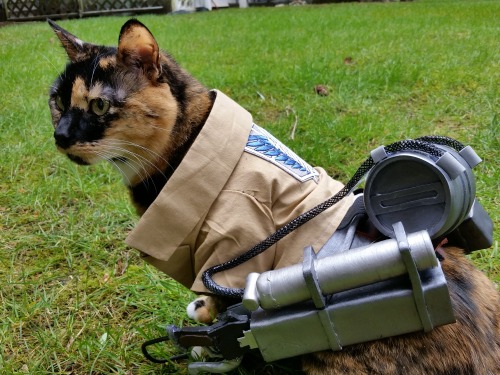 animechase:  Amazing Attack on Titan Cat CosplayAnime: Attack on Titan (Shingeki no Kyojin)Description: This amazing cosplay costume was actually hand made by this cat’s owner. Show the Artist some love, and visit their page for even more costumes!-