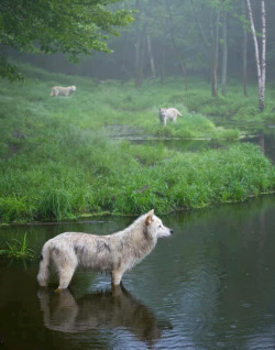 awwww-cute:  3 Wolves in Quebec, Canada (Source: http://ift.tt/1OpUbkL) 