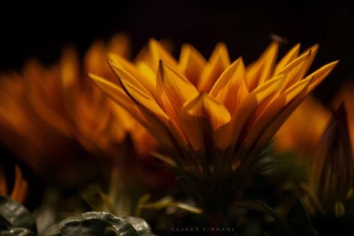 Gazania #flower #flowerphotography #flowers #flowers_super_pics #flower_perfection #flower_beauties_