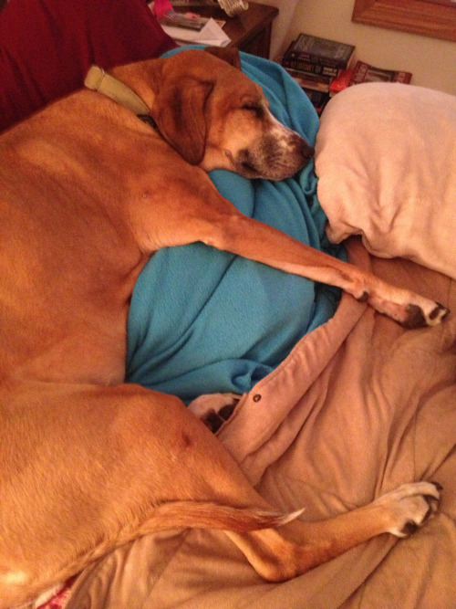 brownhoundeyes:
“Hobart has a Master’s Degree in nesting.
”