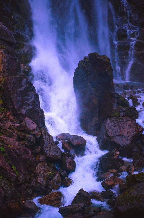 voiceofnature:Roseroot at Trollstigen, Norway. My Instagram ~ My blog
