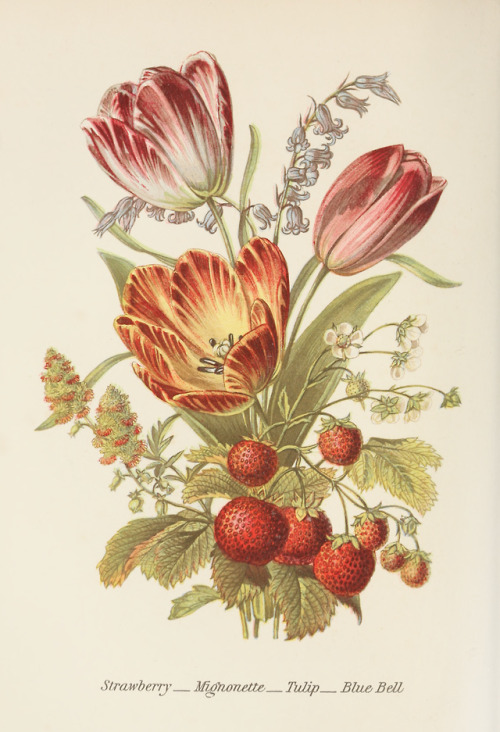 Bouquet with strawberry, mignonette, tulip and blue bellFrom The language of flowers by Robert Tyas,