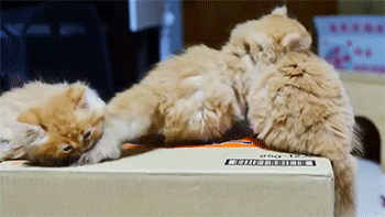 sizvideos:  Kittens sumo wrestling - Video 