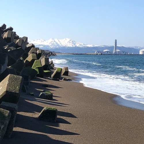 1) #spring #morning with #tetrapods 2) spring morning with tetrapods and #englishsetter Any other ca