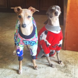 jennamarbles:  Thanks you so much @pajamas4pitbulls for these adorable onesies for the iggys for a great cause as well! We love them!