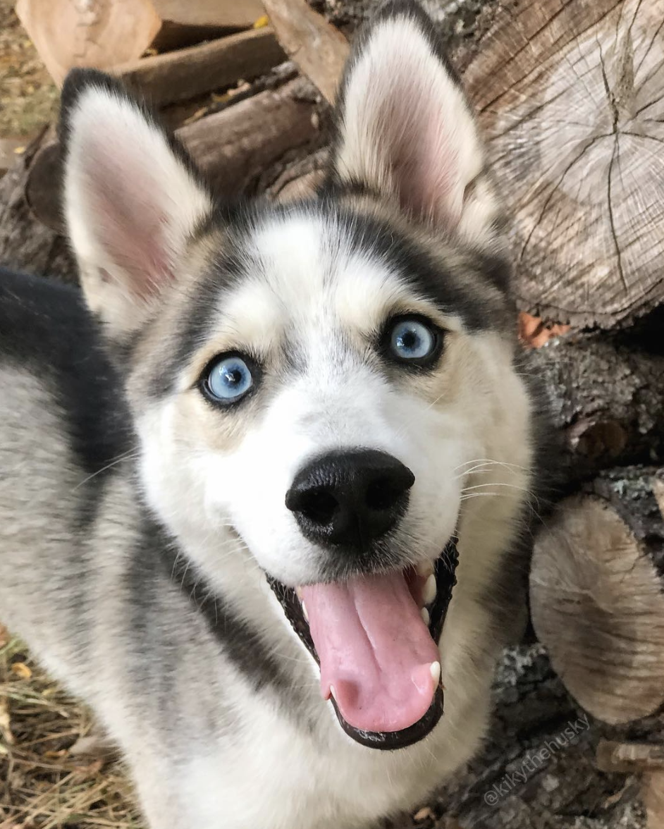 brookbooh:  This husky is wonderful@kikythehusky