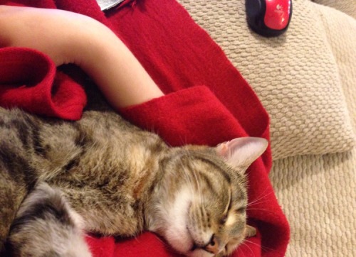nim likes to be held like a baby. she’ll fall asleep like this.(submitted by @livecement)