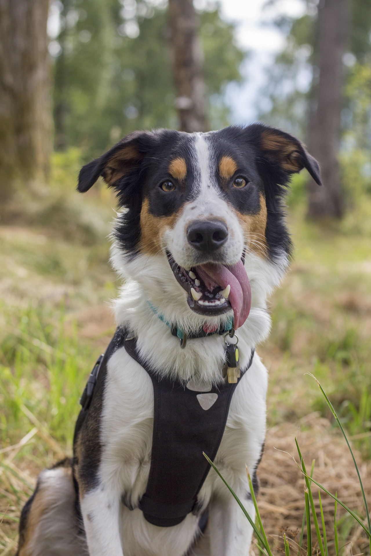 aussie springer spaniel mix