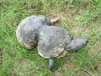 Peanut the turtle is a red-eared slider, found in 1993 in Missouri. She was caught in a plastic six-pack ring at a young age, and was trapped within it until she was taken to a zoo in St. Louis where vets were able to free her. A soft-bodied animal caught