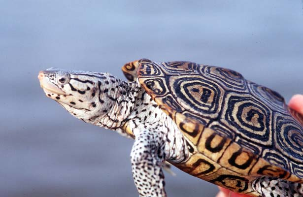 Here come the most Extra of turtles and tortoises
