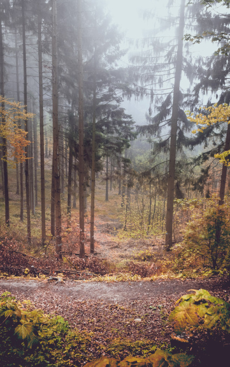 pixelcoder: Autumn Life - German Woodlands - Sept. 2k17 &lt;3 Prints&amp;more: socie