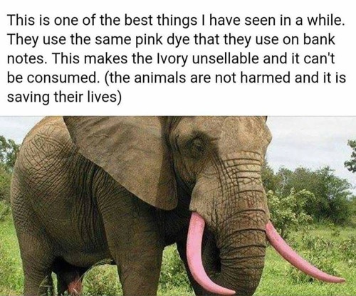 griffffter:  mother-nature-land:  rudegyalchina:laurennohill:  sonoanthony:  Yes my babies 😩 save them  Yes yes yes please save my loves. Please please do this to all of them  !!!!!! 💓💓💓  Where can I donate to do this to ALLL elephants?