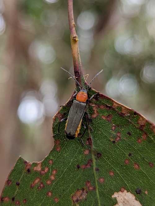 The Soldier Beetles I Found