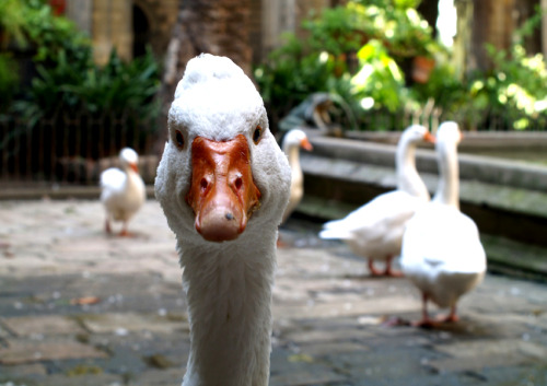 useless-catalanfacts: There are 13 white geese who live in the cloister of the Cathedral of Barcelon