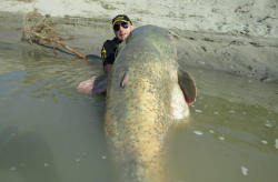 discoverynews:280-Pound Catfish Reeled in