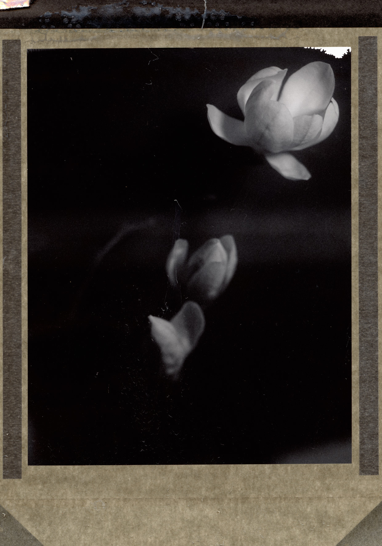 Magnolia
Polaroid type 54, 4x5 film