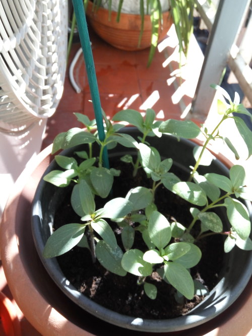 31/May/2016Just 5 days after being planted the sunflowers have sprouted! On the pic, 3 from white se