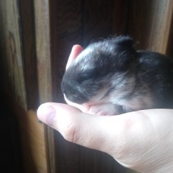 Tamuk Rabbit Explore Tumblr Posts And Blogs Tumgir Tamuk Rabbit Explore Tumblr Posts And Blogs Tumgir