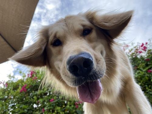 golden-retriever-overload: inline reddit: goldenretrievers