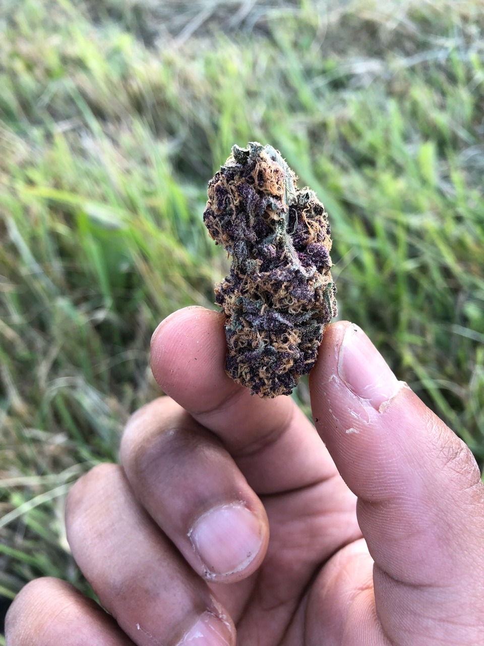 kameha8088:Smoking dat Korok kush 🍀