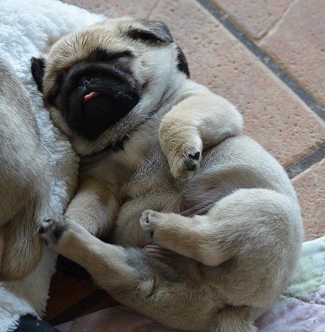 thebabyanimals:  beautiful blog full of baby animals!