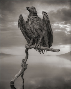 mothernaturenetwork:  African lake turns animals into statuesTanzania’s Lake Natron calcifies the animals that die in its waters, and Nick Brandt captures them with eerie photographs. See more photos. 