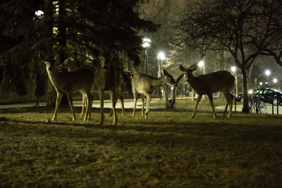 michiganengineering:
“ A late evening at work with my new friends on North Campus on April 4, 2014.
Photo: Joseph Xu, Michigan Engineering Communications & Marketing
www.engin.umich.edu
”