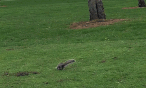Squirrel loop