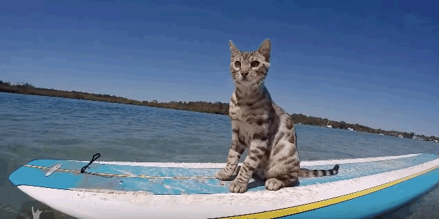 theverge:  These cats are so much cooler than the dogs they hang out with, it’s