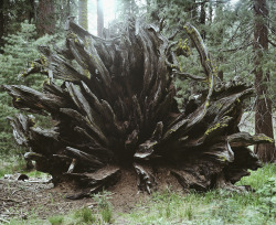 allfilmeverything:  fallen sequoia 