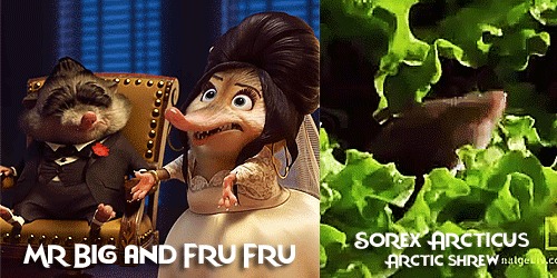 allmyhanddrawnsoul: Zootopia characters + Real life animals Celebrating Zootopia’s