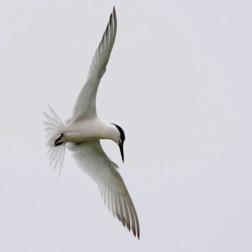 Sandwich terns have arrived back at Rye Harbour nature reserve #Signsofspring #birds #seabird #tern