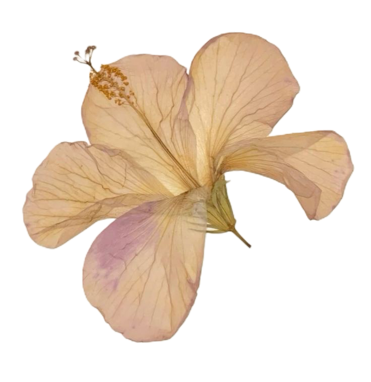 yellow flower