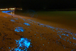 dawnawakened:  Will Ho, Starry Ocean (2014)  &ldquo;While vacationing on the Maldives Islands, Taiwanese photographer Will Ho stumbled onto an incredible stretch of beach covered in millions of bioluminescent phytoplankton. These tiny organisms glow simil