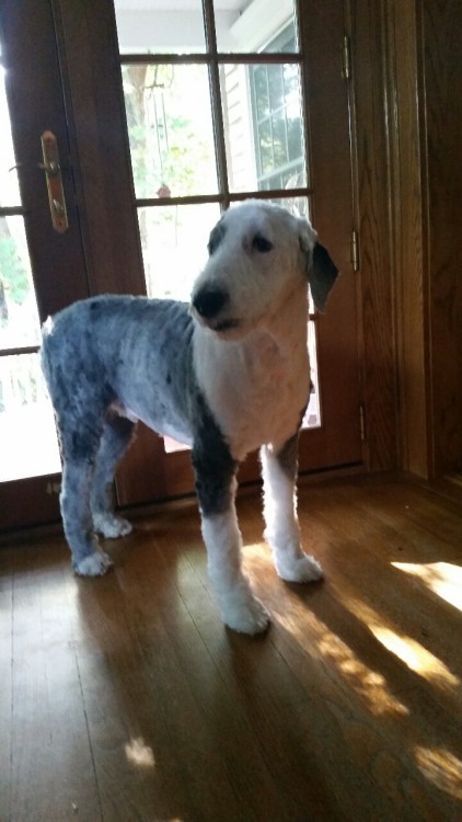 In case anyone ever wondered what a sheepdog looks like with a summer cut.Yes, Barnaby has spots! He