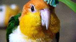 tootricky:  brushing a white bellied caique