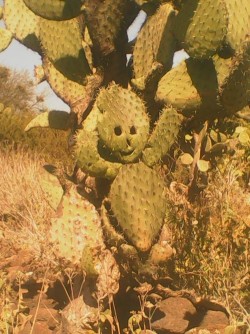 artesany:  Este nopal me lo tope y estaba