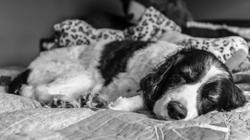 @dara320 Ruby-dog . . . . #dogsoﬁnstagram #blackandwhite #blacknwhite_perfection #blackandwhitephot