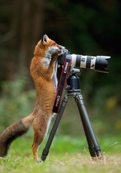 nubbsgalore:  photos by (click pic) stefan meyers, david schultz, igor laptev, will burrard-lucas, simon roy, vadim trunov, michaela walch, ed hetherington, chris du plessis, jim lawrence, paul soulders 