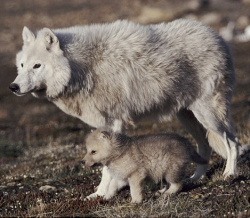 sisterofthewolves: Picture by Jeff Turner