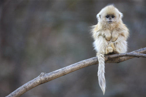 awwww-cute:Rare aww: a golden snub-nosed monkey from the mountains of Qin Ling, Central China