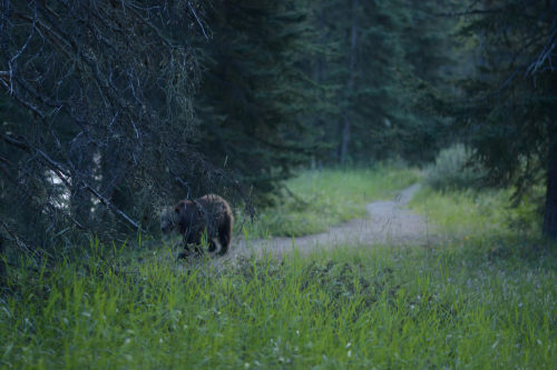 andrewadams: July 2016, Banff National Park