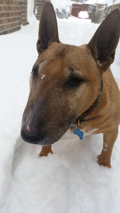 A wee snow beastie!